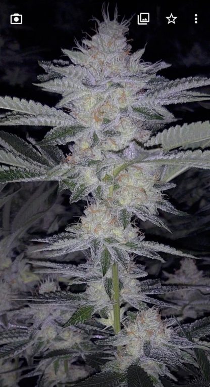 Sour Ghost