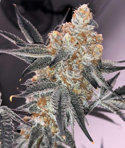 Peanut Butter Breath 17