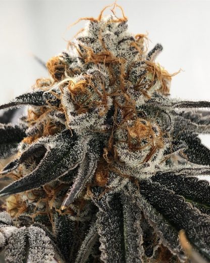 Peanut Butter Breath 17