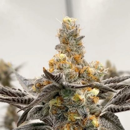 Peanut Butter Breath 17