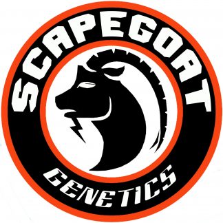 Scapegoat Genetics