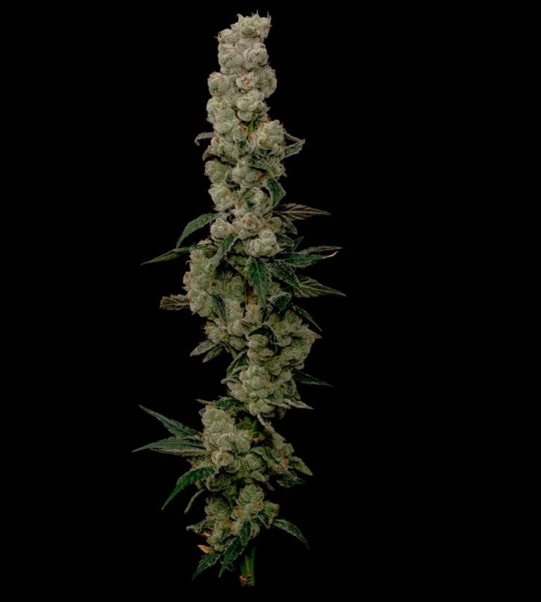 Bloom Seed Co. MELTED STRAWBERRIES Goose Seeds Canada 🇨🇦