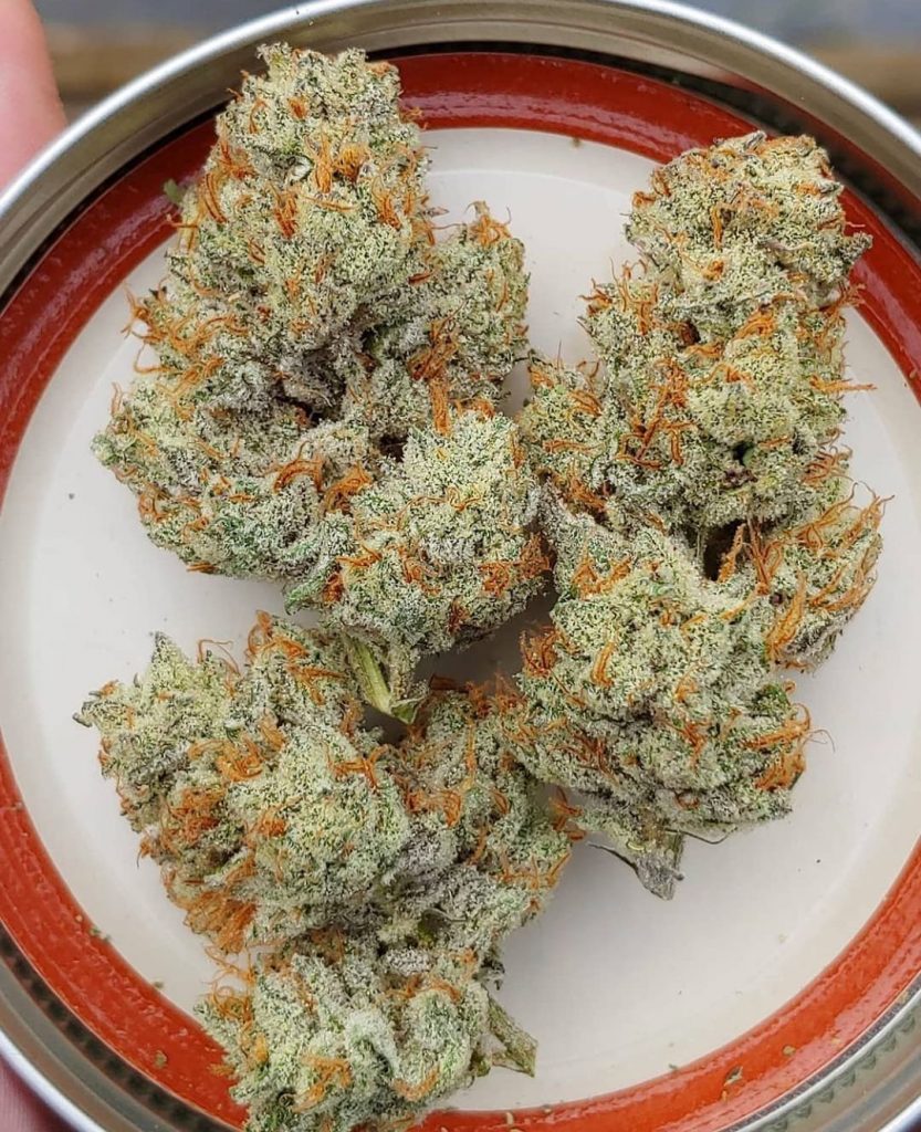 Bloom Seed Co. MELTED STRAWBERRIES Goose Seeds Canada 🇨🇦