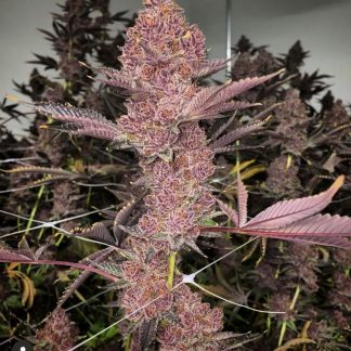 Trop Cherry S1 (FEMS)