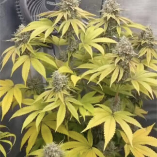 Fire Koffee Breath (FEMS)