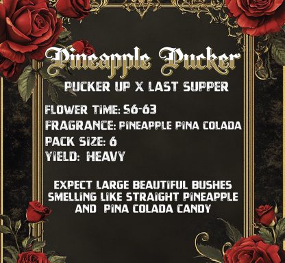 PINEAPPLE PUCKER (FEMS) - Image 2