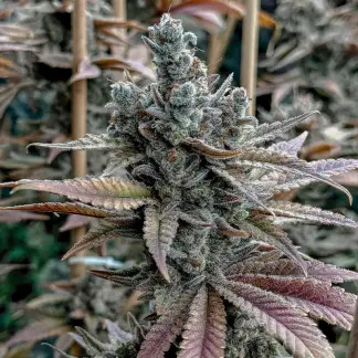 LEMON ELIXIR (FEMS)