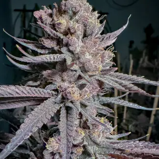 RIPE (FEMS)