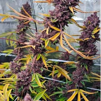 Super Trop Cherry (FEMS)