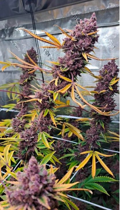 Super Trop Cherry (FEMS)