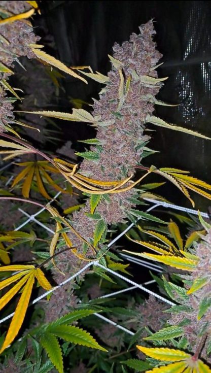 Super Trop Cherry (FEMS) - Image 4