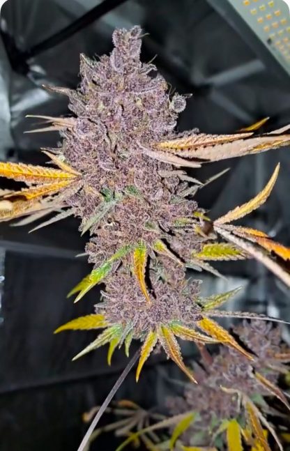Super Trop Cherry (FEMS) - Image 3