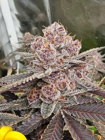 Super Trop Cherry (FEMS) - Image 2
