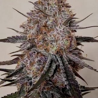 Trop Strawberry (FEMS)