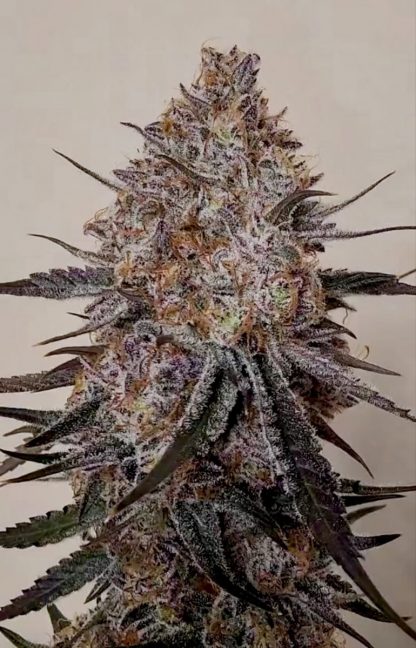 Trop Strawberry (FEMS)