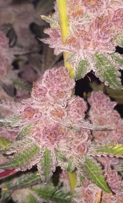 Trop Strawberry (FEMS) - Image 4