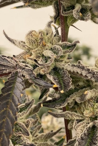 Trop Strawberry (FEMS) - Image 3